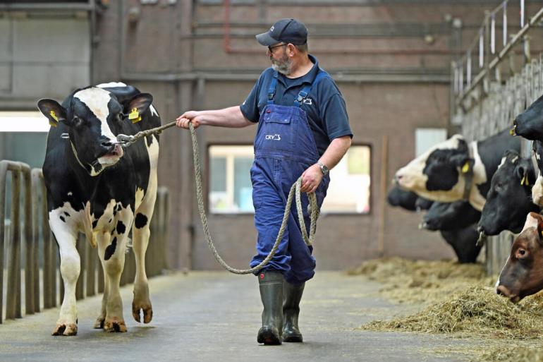 De veranderingen door de herberekening blijven voor de meeste stieren beperkt tot enkele punten NVI 