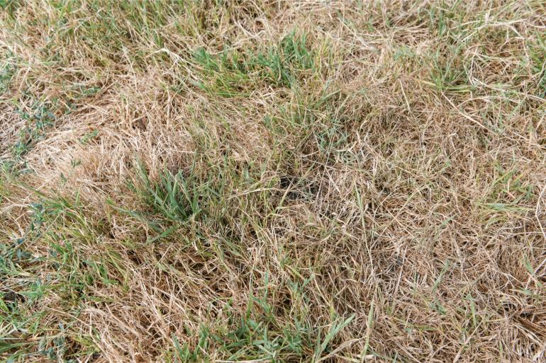 gras