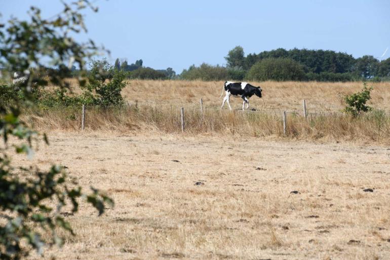 De droogte doet terugdenken aan de zomer van 2018