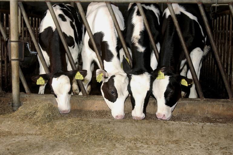 In de leeftijd tussen twee en zes maanden ontwikkelt een kalf zich van een eenmagige tot een herkauwer