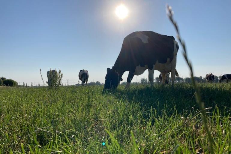 Het gras droogt als het ware in, waardoor ook de verteerbaarheid daalt