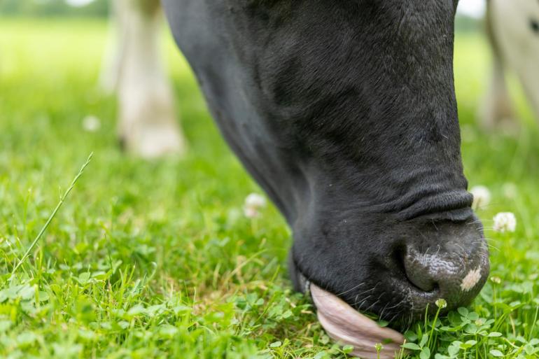 Kruidenrijk grasland had een hogere voederwaarde, maar leverde in dit onderzoek geen extra methaanreductie op