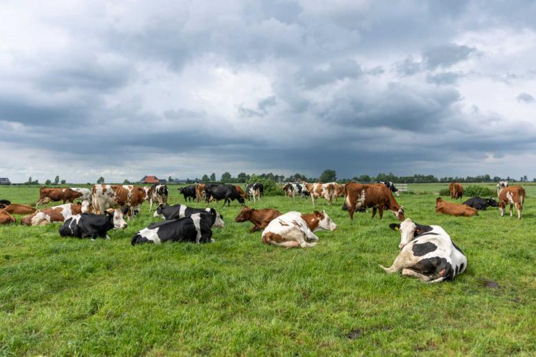Ook runderen op bedrijven in Friesland en Limburg vertonen nu verschijnselen van het nieuwe ‘shamonda-like’ virus 