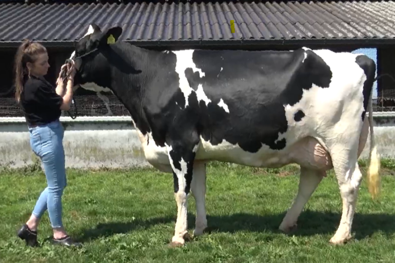 De titel bij de volwassen koeien ging naar Wilhelmina 612 (v. Jordy) van de familie Bloemen