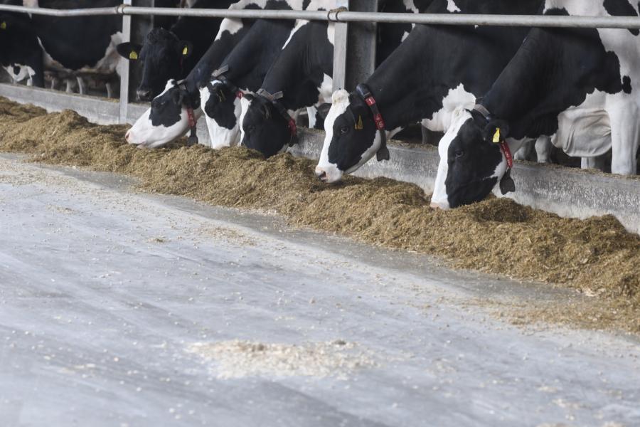 De koeien krijgen allemaal een gemengd basisrantsoen voor 28 kg melk per koe per dag. In het de verhouding tussen mais en gras is 60-40.