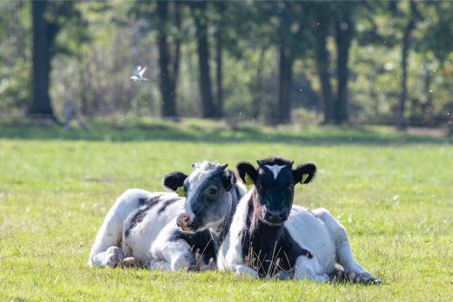 Een groot deel van de koeien wordt geïnsemineerd met sperma van een Belgisch witblauwstier voor de gebruikskruising