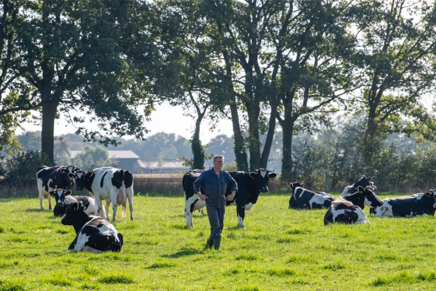 Twintig jaar geleden startte Arink met inkruisen van zijn holsteins met Fries Hollandse stieren van het fokbedrijf van Nico Hooghiemster. Inmiddels is de veestapel vrijwel zuiver FH en ontvangt de veehouder jaarlijks voor iedere koe een subsidie voor instandhouding van zeldzame runderrassen