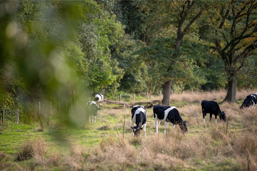 Vee dat geen melk produceert graast zo veel als mogelijk in het nabijgelegen Natura 2000-gebied ''het Korenburger veen'