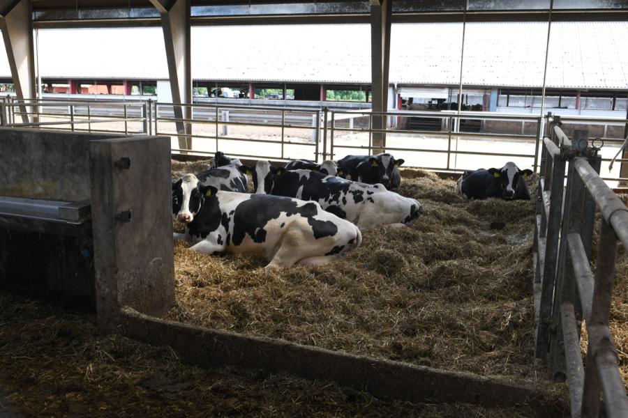De droge koeien zijn gehuisvest in comfortabele strohokken