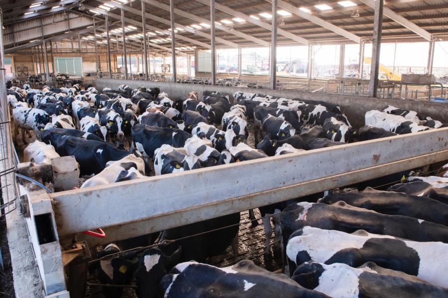 In 2015 is een melkgebouw met wachtruimte en ruimte voor 150 koeien rondom afkalven gerealiseerd