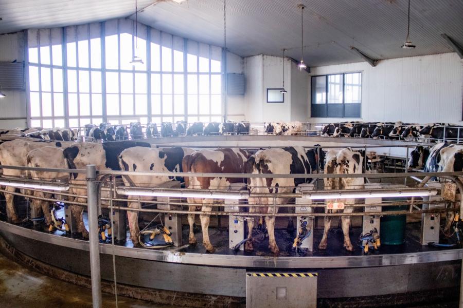 De koeien worden drie maal daags gemolken in een 60-stands buitenmelker