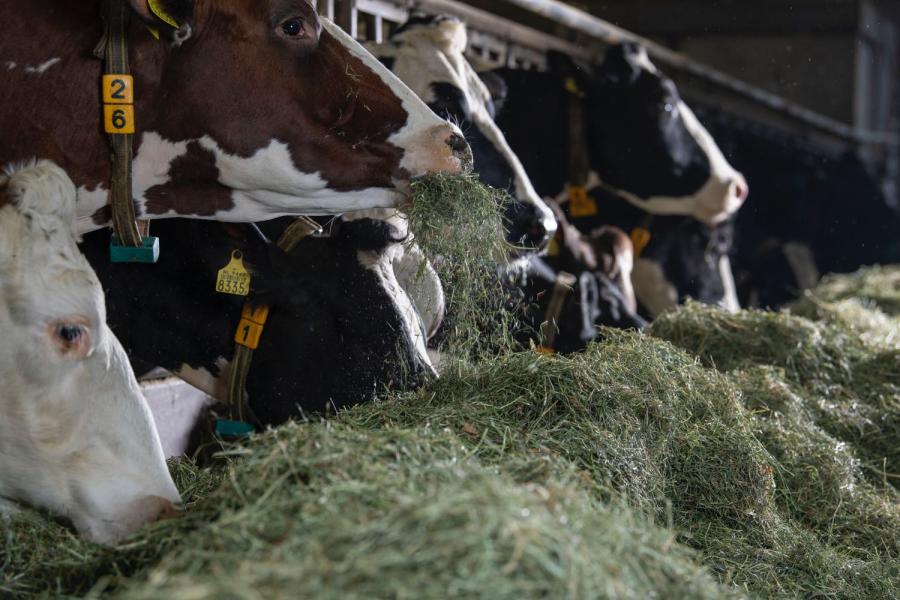 De koeien krijgen per dag zo'n 16 kg droge stof uit hooi