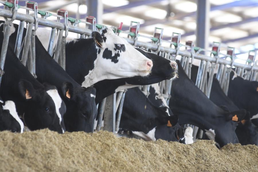 Om kostenefficiënt meer te gaan melken, zet de veehouder in op fokkerij en op het beter benutten van eigen ruwvoer