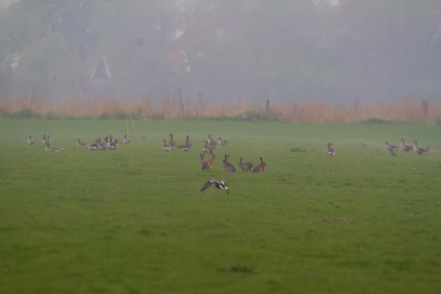 Naast de weidevogels zijn er volop ganzen rondom het bedrijf in Noord-Holland. De weidevogels zijn voor de familie geen probleem, de ganzen leveren veel meer schade op.