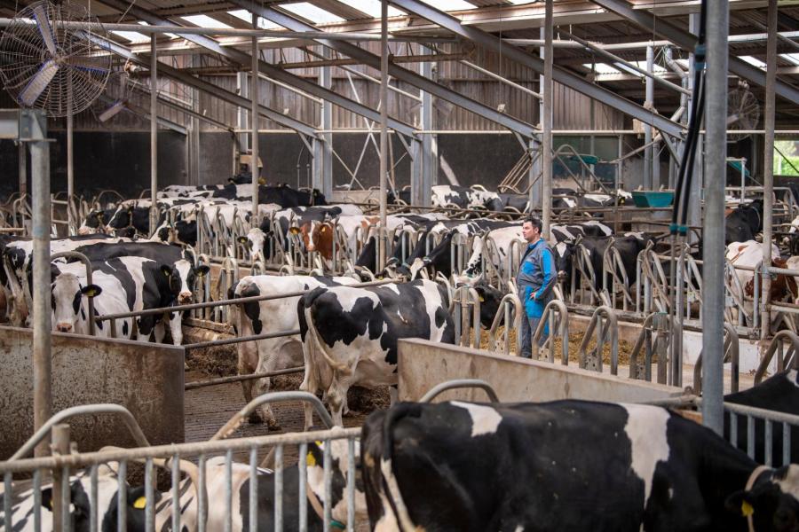 In 2019 is de melkveestal in de breedte uitgebouwd en deze biedt nu onderdak aan 180 koeien