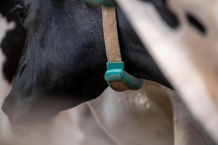De koeien zijn voorzien van een halssensor die activiteit, vreetgedrag en herkauwgedrag registreren