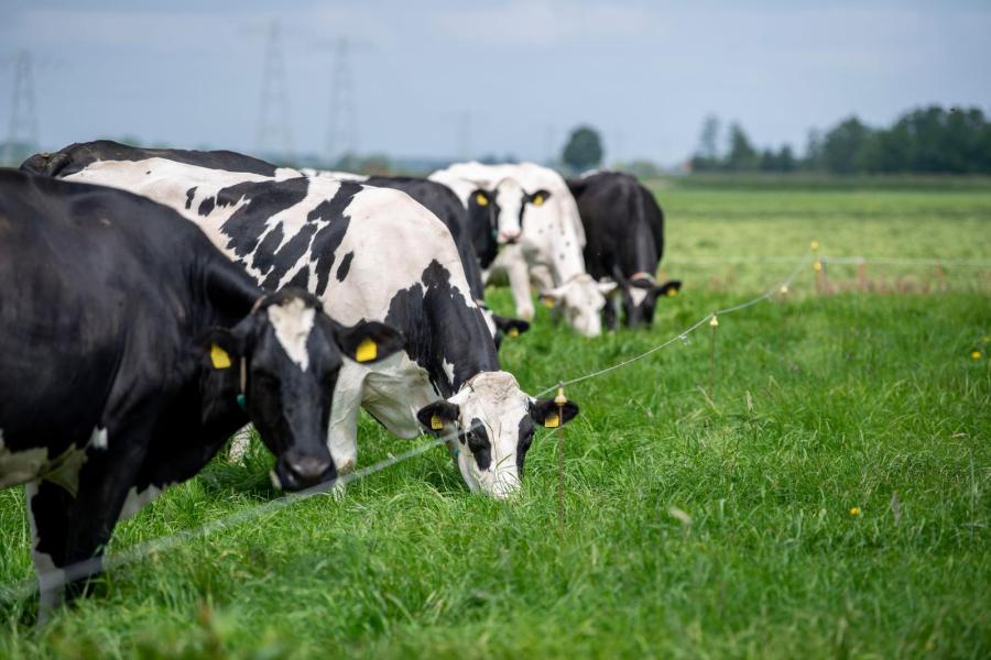 De koeien gaan twee keer per dag drie uur naar buiten en krijgen steeds een nieuwe strook gras