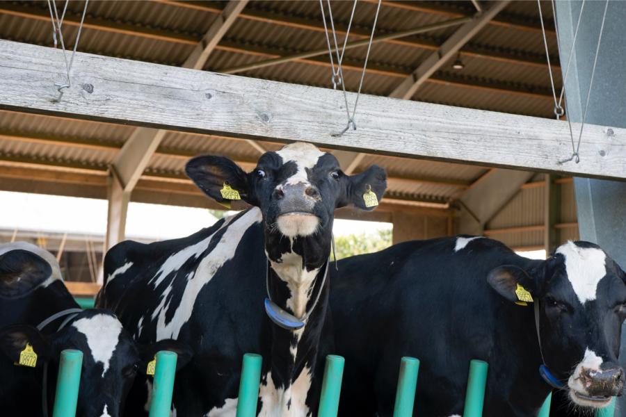 Een halstransponder volgt de activiteit en gezondheid van de koeien wat de medewerkers de data biedt om zelfstandig beslissingen te nemen
