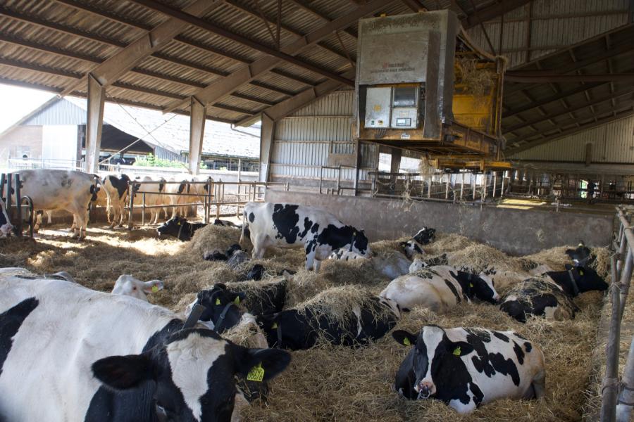 De droge koeien zijn gehuisvest in een strostal die automatisch wordt ingestrooid