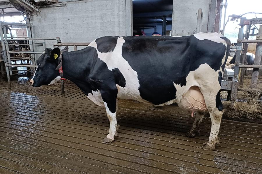 De drie nieuwe honderdtonners zijn allemaal een achtstekalfs koe