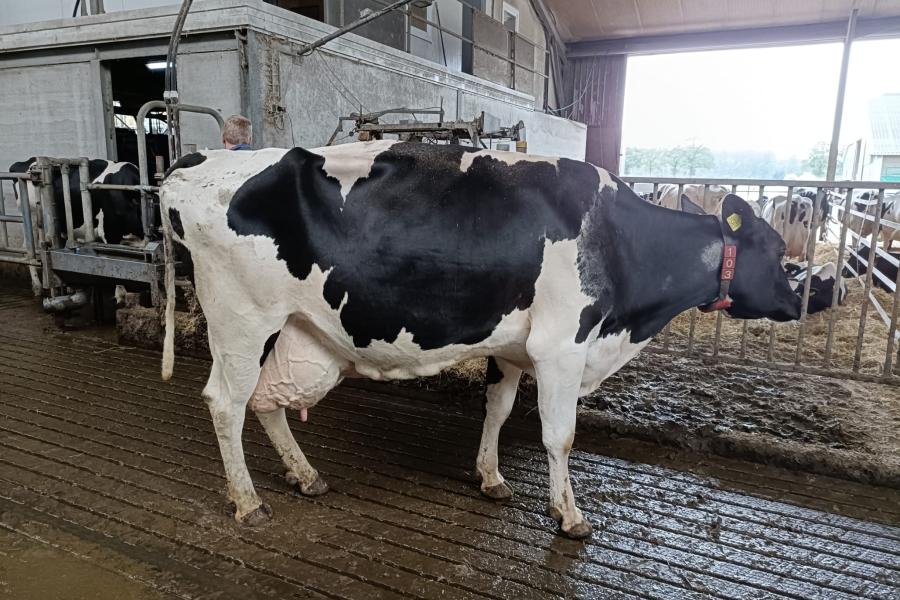 De drie nieuwe honderdtonners zijn allemaal een achtstekalfs koe