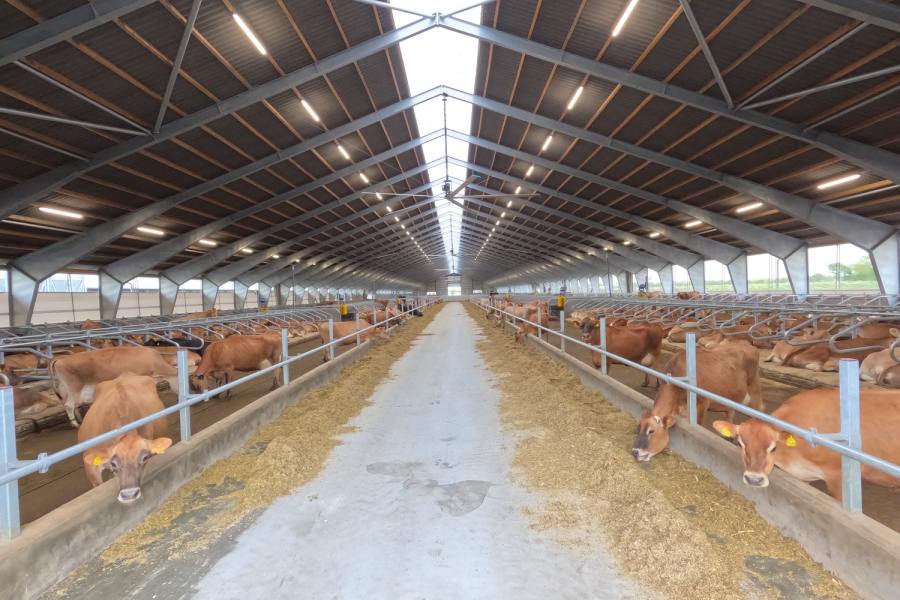 In de stal lopen 830 melkgevende jersey koeien. Over een paar jaar wilt Jakobsen dit uitgebreid hebben naar 1400 dieren