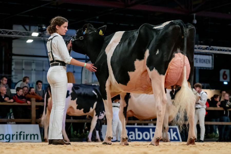 Anouk Bons leidde Bons-Holsteins Dikkie 216 (v. Master) van de familie Bons uit Ottoland naar de eervolle vermelding bij de zwartbontvaarzen