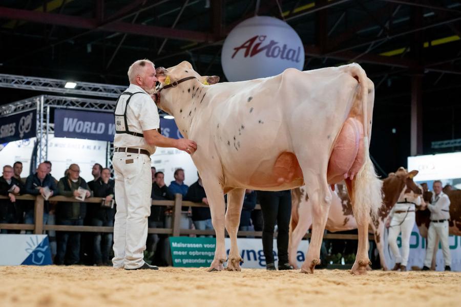 De vaarzentitel roodbont ging naar Noorder Splash P (v. Mirand) van de familie Schoonhoven en Aart Blaauw