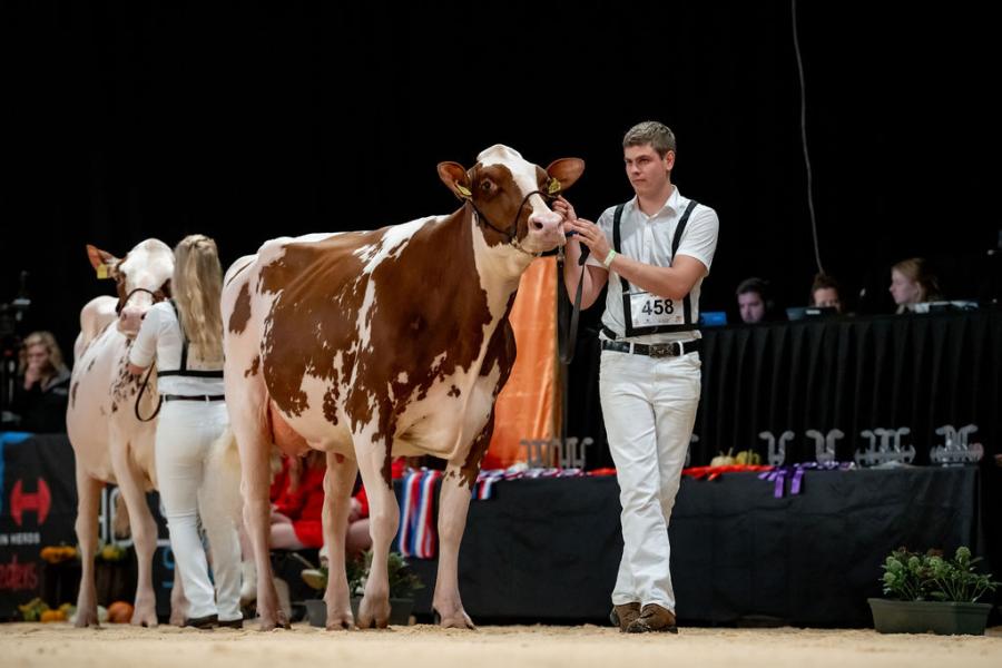 eerenbrink Dolly Olymp Rae 2 (v. Attraction) van familie Steegink uit Okkenbroek pakte de eervolle vermelding bij de vaarzen