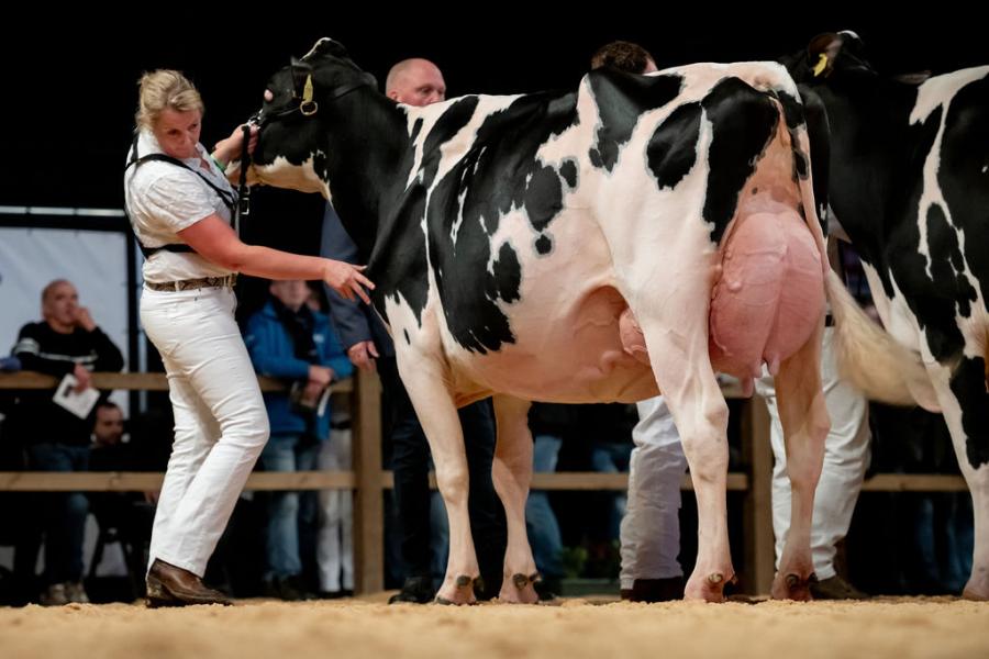 Erica Rijneveld probeert Bertha 211 (v. Chief) van firma De Groot uit Everdingen, winnares van het zilver in de middenklasse, zo fraai mogelijk neer te zetten