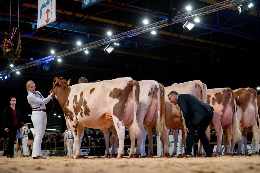 Markus Mock inspecteert de uier van de latere algemeen en middenklaskampioene Twente Dairies Incredibull Mel (v. Incredibull) van Harrie Tijhuis uit Hooghalen