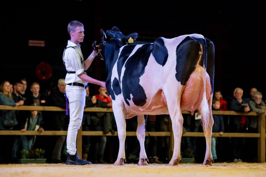 De twee keer gekalfde Aristocratdochter Amvh Pietje 1303 van Abbink Melkveehouderij uit Vriezenveen eiste de eervolle vermelding in de middenklasse op