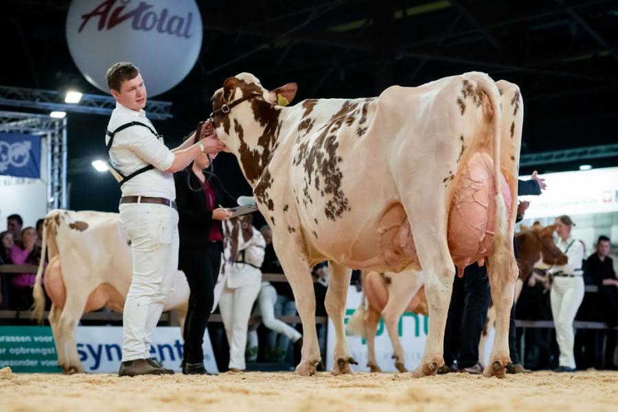 Het zilver bij de oudere roodbontkoeien was voor Niemeijer's Johanna 39, een Agentdochter van Wim en Diny Steegink uit Holten