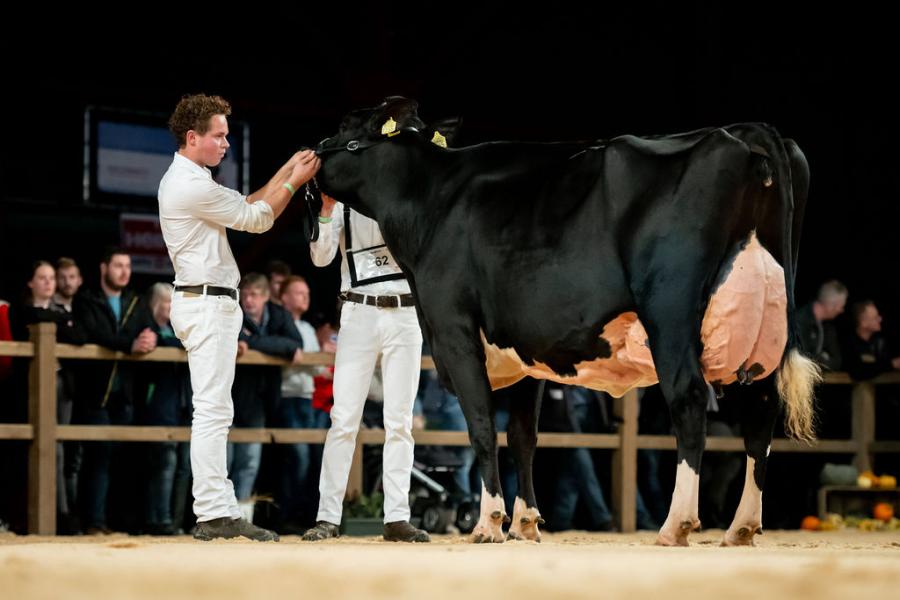 Twee begeleiders loodsen Remonte 60 (v. Malki) van Gerrit Heuver uit Wierden naar de eervolle vermelding bij de oudere koeien