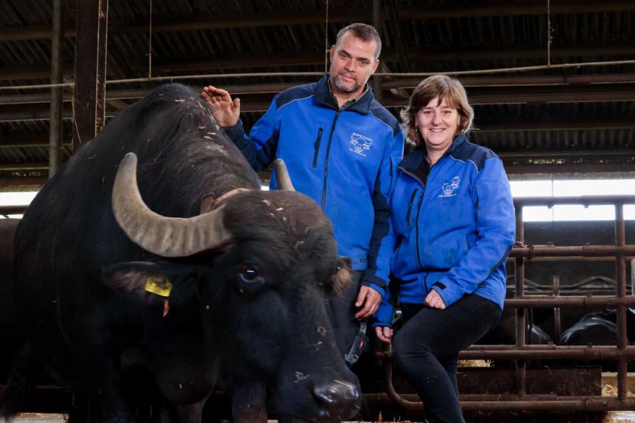 Richard en Monique Verschure houden in Wijk en Aalburg 120 buffels