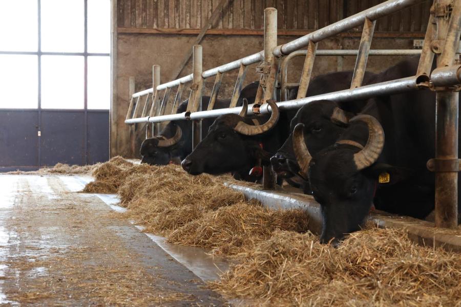 De buffelgaard heeft 120 buffels in een traditionele ligboxenstal