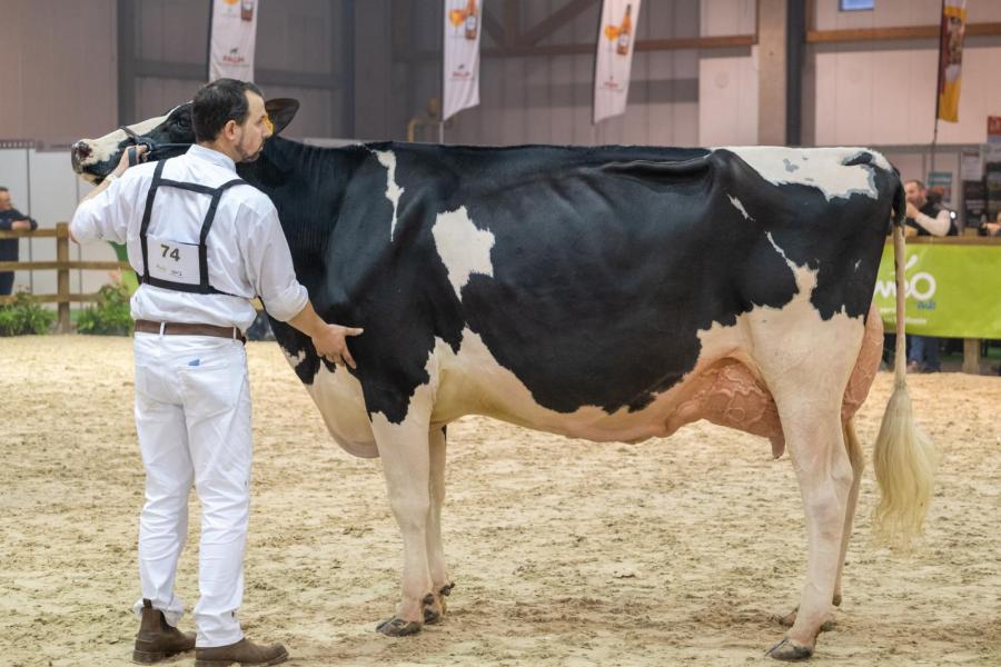  Nawootje (v. Ranger) wint de reservetitel bij de volwassen koeien