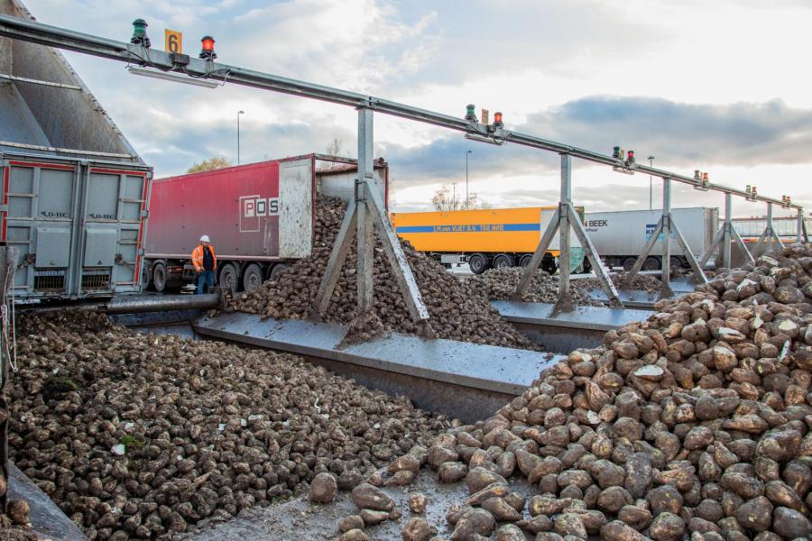 De weg van perspulp start bij het verwerken van de suikerbieten in een fabriek van Cosun Beet Company. Van circa 8.300 bietentelers wordt tijdens de bietencampagne zo’n zeven miljoen ton suikerbieten op de opslagplaatsen gelost. De vrachtwagens worden gewogen en er worden monsters van de lading genomen. Ook worden het suikerpercentage van de bieten en de hoeveelheid grond gemeten