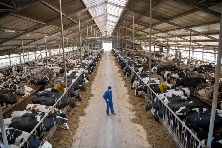 In 2009 bouwde Van Vilsteren een nieuwe stal voor 400 koeien. In 2014 werd die al verlengd om 600 koeien te kunnen huisvesten