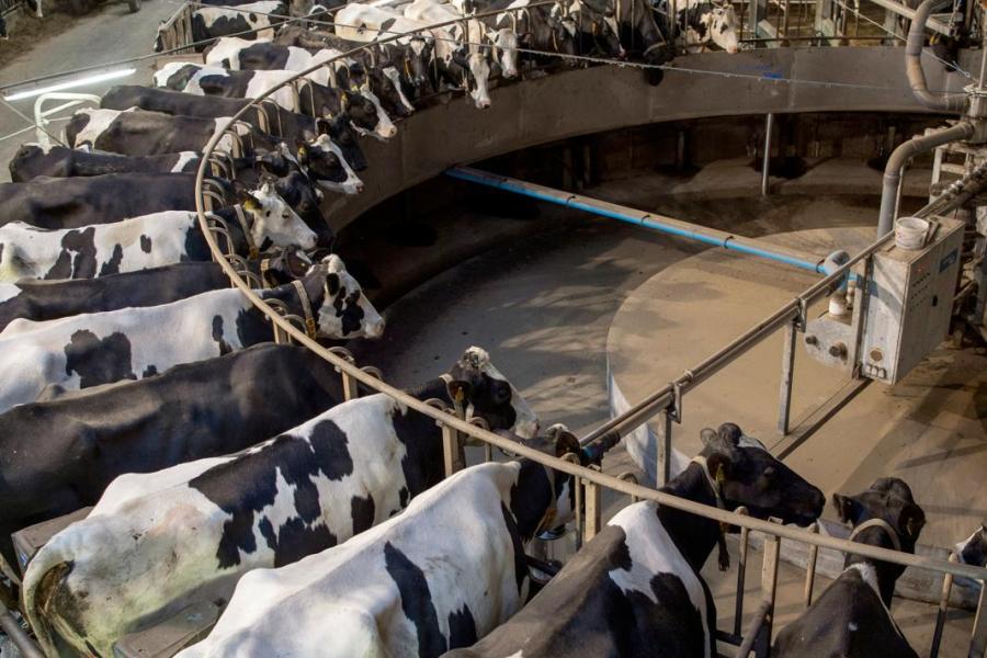 Twee keer per dag gaan de koeien door de 50-stands melkcarrousel 