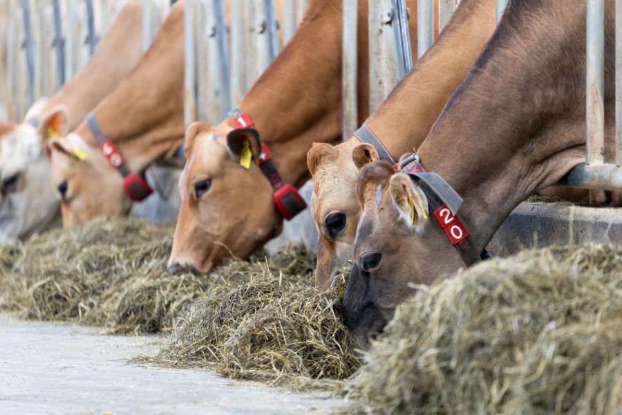 Het ruwvoer in het rantsoen bestaat volledig uit (kuil)gras