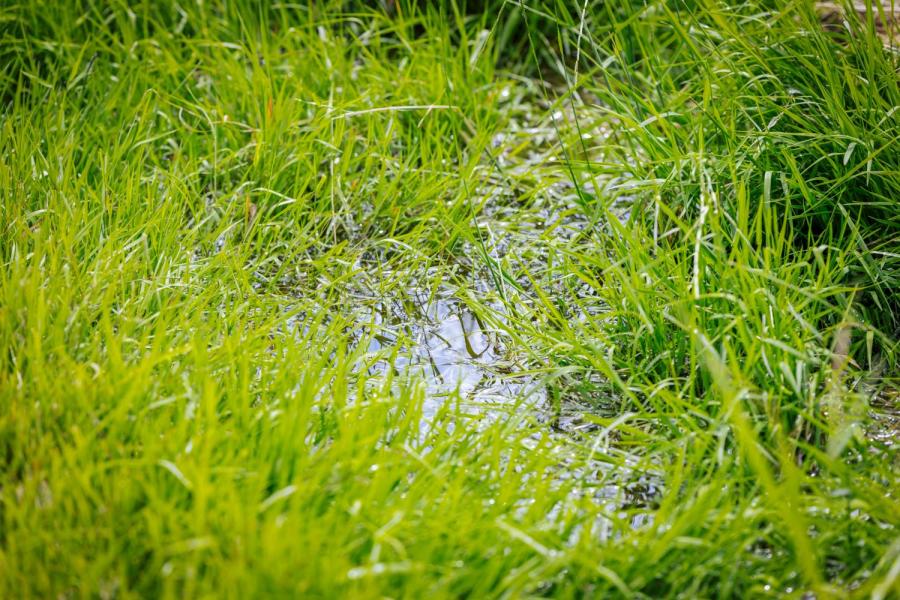 Verhogen van het waterpeil heeft gevolgen voor de draagkracht