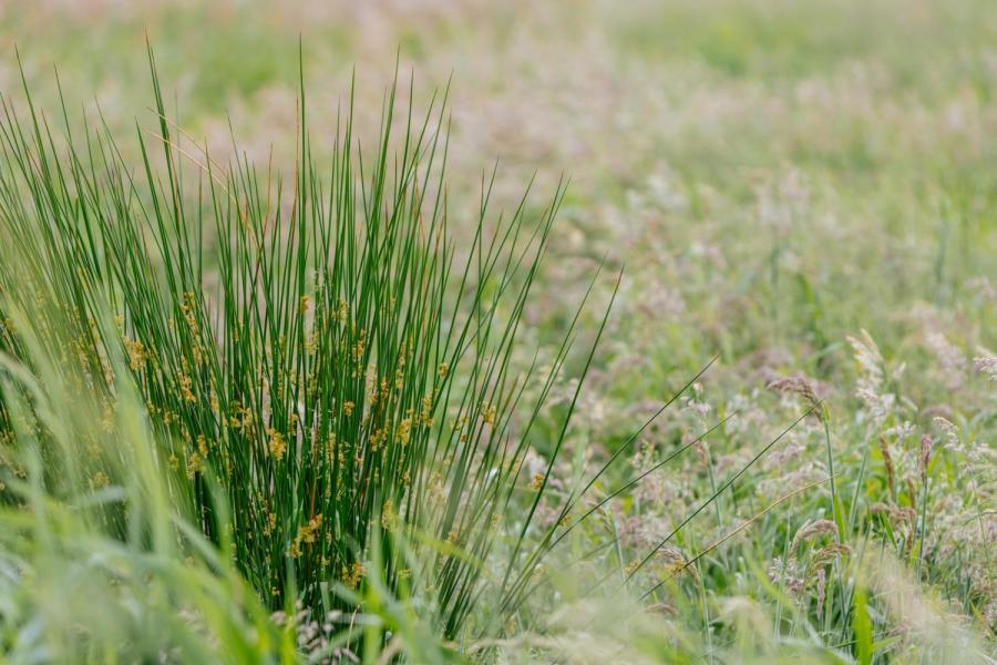 Het verhogen van het waterpeil heeft ook gevolgen voor de graskwaliteit