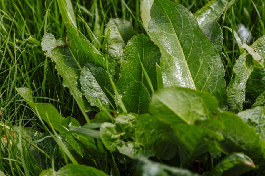 Volgens Van Toor is de spotsprayer bij voldoende zichtbaar blad van de ridderzuring erg nauwkeuring. ‘Een enkeling die nog wat tussen het gras verscholen staat, mist de camera soms, maar over het algemeen gaat de herkenning heel goed’