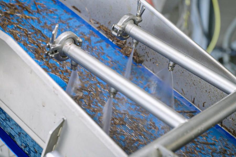 Het gras wordt gewassen in een turbulent waterbad om de overige bacteriën en stoffen eraf te spoelen. 