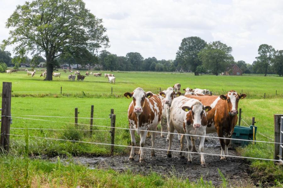 Op de nieuwe locatie combineren de melkveehouders robotmelken en weidegang. Het sturen van de weidegang is daardoor lastiger, maar ze streven wel naar een hoge grasopname. Ze passen daarom Nieuw Nederlands weiden toe