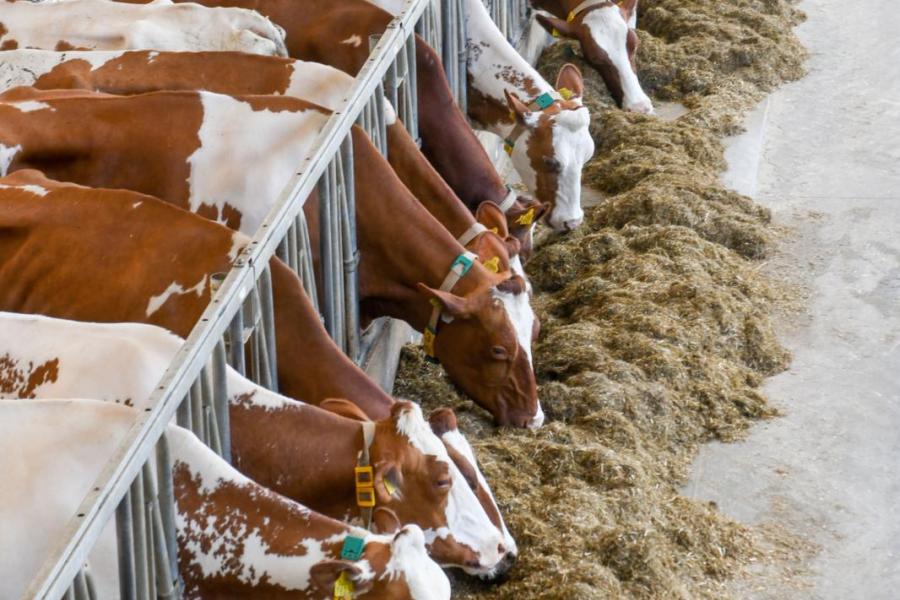 Het streven is dat de koeien veel ruwvoer opnemen. Het rantsoen met veel gras en mais wordt in de zomer aangevuld met vier kilo bierbostel en maximaal acht kilo brok