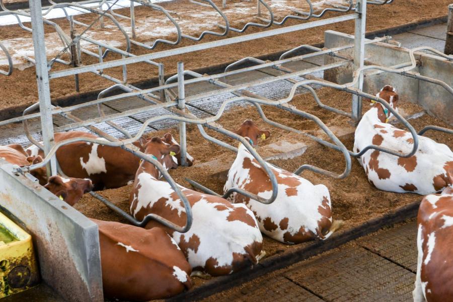 De koeien liggen in diepstrooiselboxen met gedroogde paardenmest. Gehakseld stro met kalk moet ervoor zorgen dat de boxen droog blijven