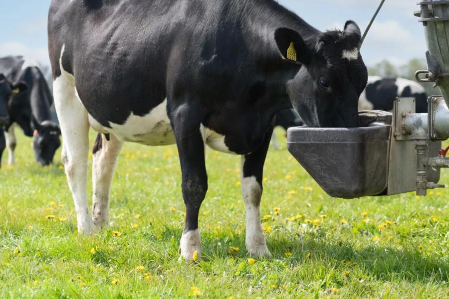 De 80 koeien van Keuper drinken dagelijks uit de mobiele drinkbakken