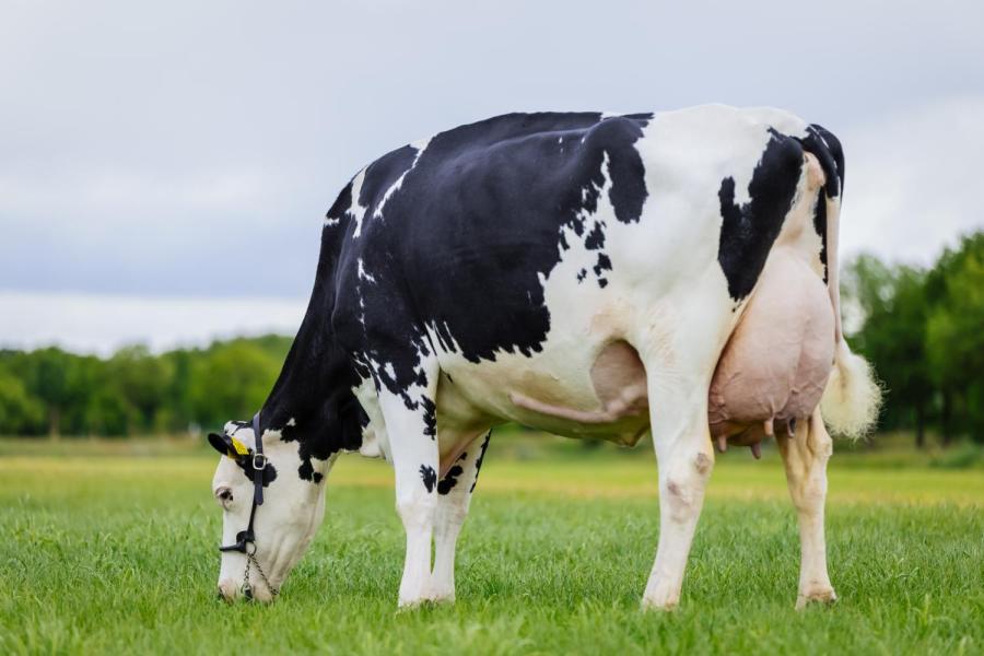 Vader en zoon Kuijer houden van mooie koeien die veel melk produceren. Holec Bolus is zo’n koe. De met 89 punten ingeschreven Luster P-dochter wordt in 305 dagen voorspeld op 15.387 kg melk met 3,63% eiwit